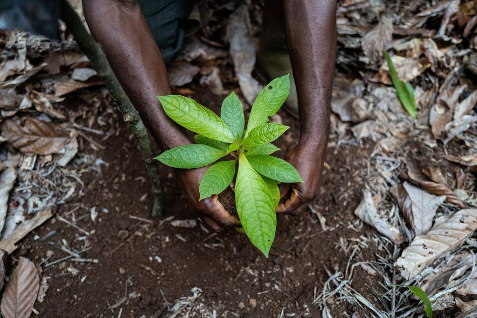 Barry Callebaut and Nestlé announce large-scale cocoa agroforestry project in Côte d’Ivoire