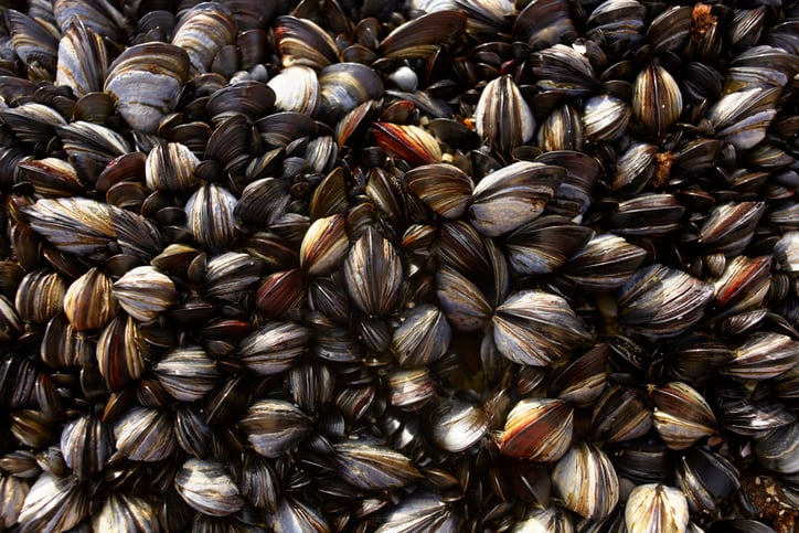 Time to end this shellfish stand-off