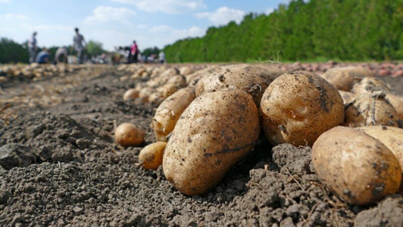 PepsiCo’s potato row: Indian dispute rages on despite company’s withdrawal of lawsuit