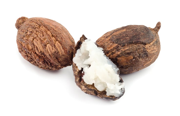 shea-luisapuccini.jpg