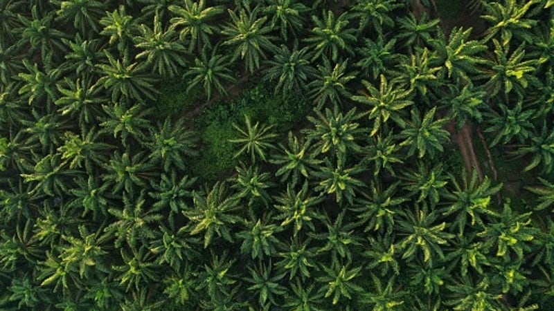 Palm-oil-plantation.jpg