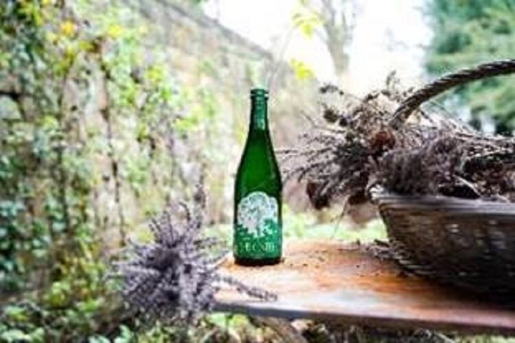 Sprigster releases new non-alcoholic drink for dry January