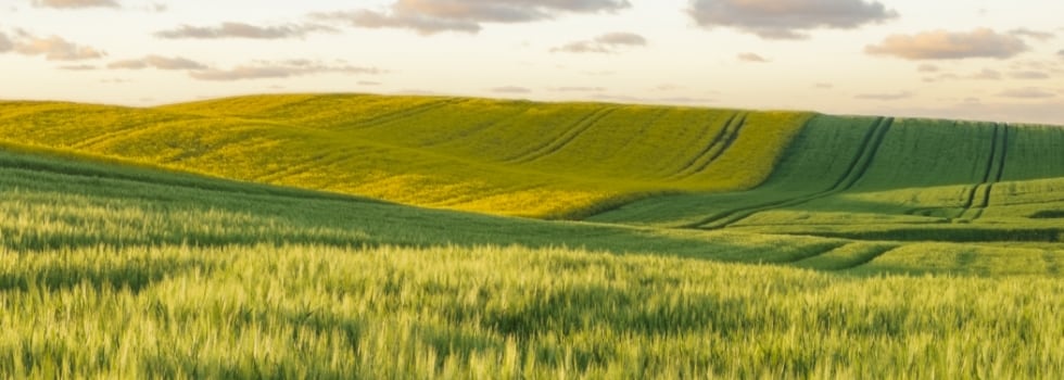 Sustainability-More-than-a-Buzzword.jpg