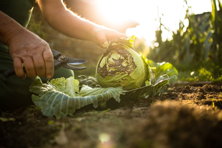 Regenerative agriculture 'key to future-proofing food sector', says EIT Food