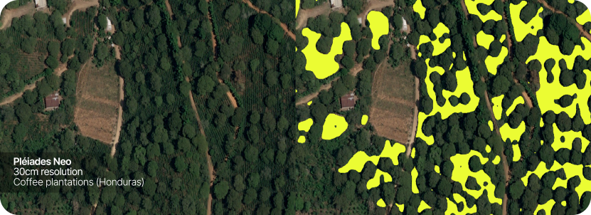 Coffee plantations in Honduras growing under shade trees, automatically identified by Airbus’ in-house algorithm using 30cm resolution Pleiades Neo imagery