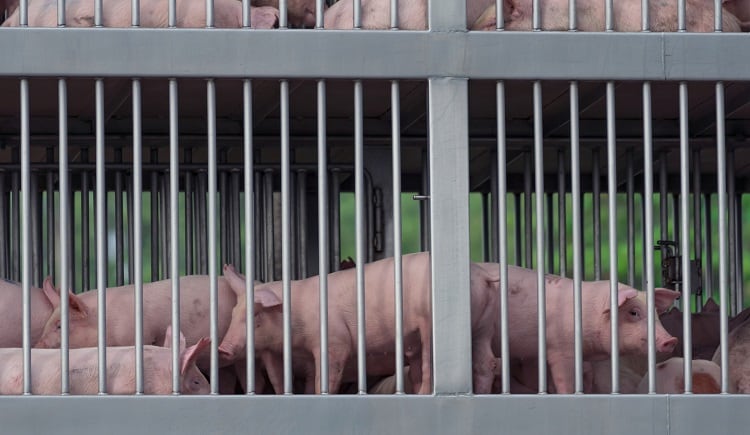 Commission takes stock of EU Animal Welfare Scheme: ‘None of its objectives has been fully achieved’