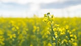 How canola protein is shaping the future of plant-based innovation