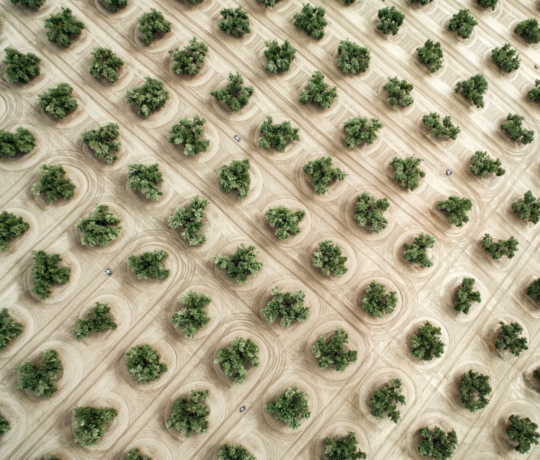 Aerial view of olive trees in Jaen Andalucia Spain