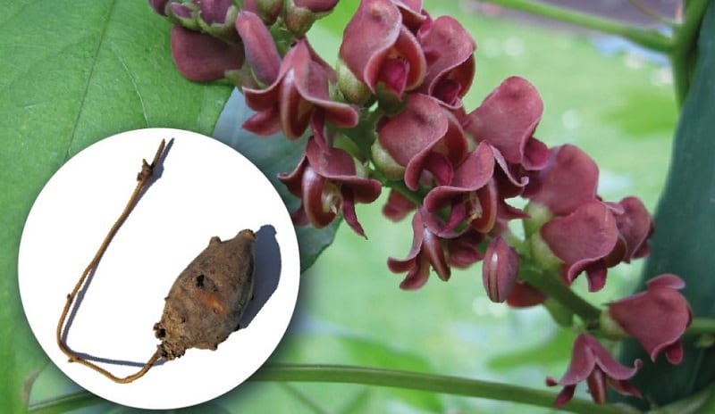High-protein, high-fibre US potato bean offers crop diversity opportunity in Europe 