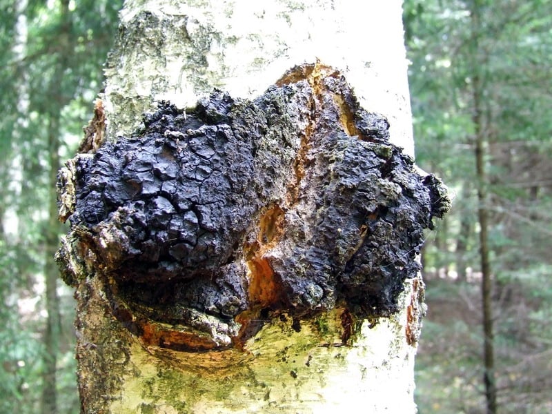 Inonotus-obliquus.jpg
