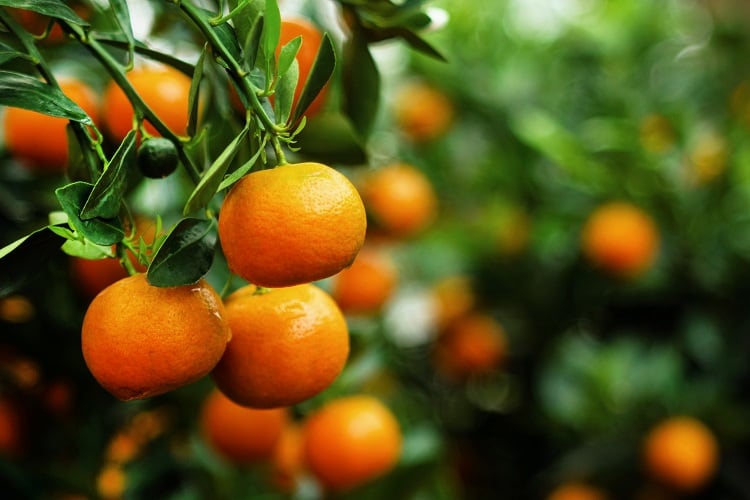 Apeel-protected fruits roll out in Asda to extend shelf-life: ‘It works by sealing moisture in and keeping oxygen out’