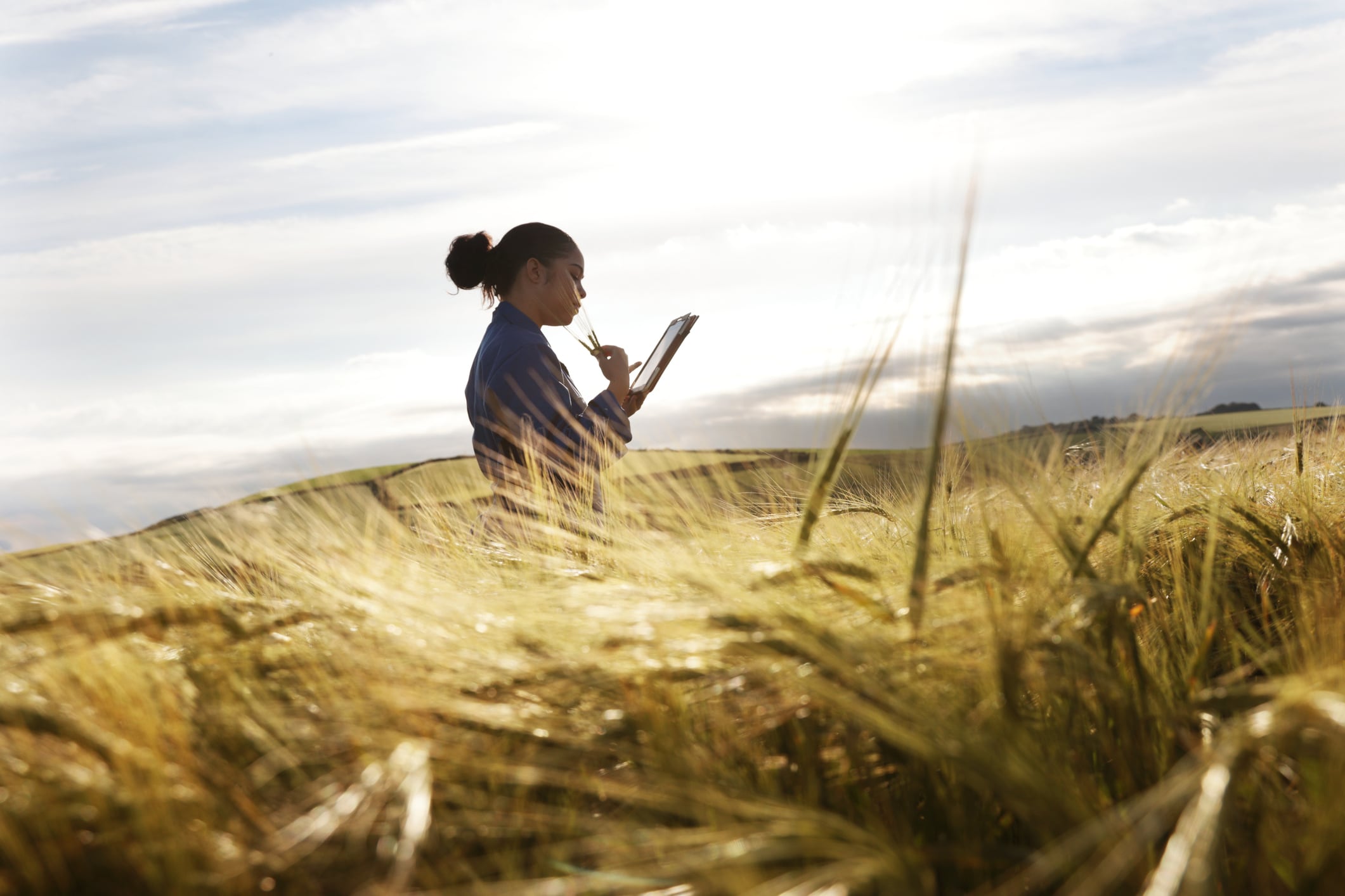 mixed race woman farmer in coveralls looking at Barley ears in field of barley, holding computer tablet