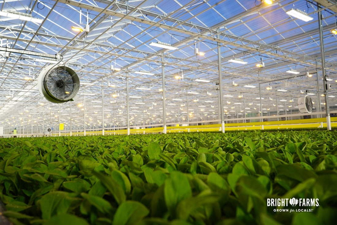 BrightFarms-opens-fifth-indoor-leafy-green-facility.jpg