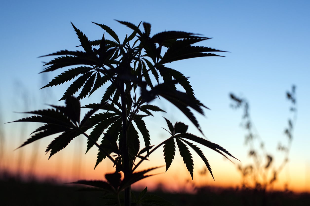 What is CBD being marketed for? Proponents seem deliberately vague on claims
