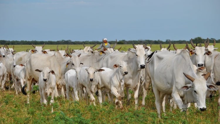 Marfrig partners with Embrapa to reduce cattle emissions