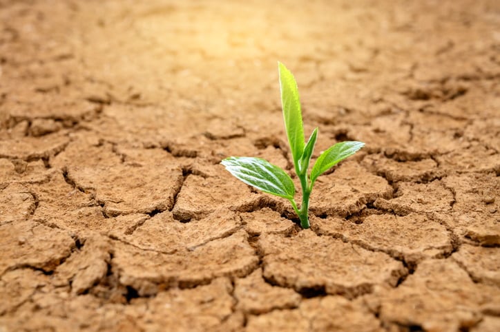 COP27 climate smart food initiative accused of greenwashing as partners pledge increased investment in innovation