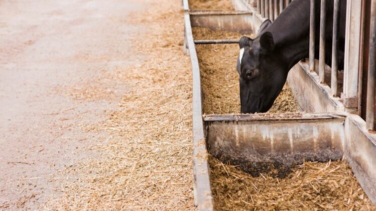 Vion’s beef slaughterhouses achieve Für Mehr Tierschutz label