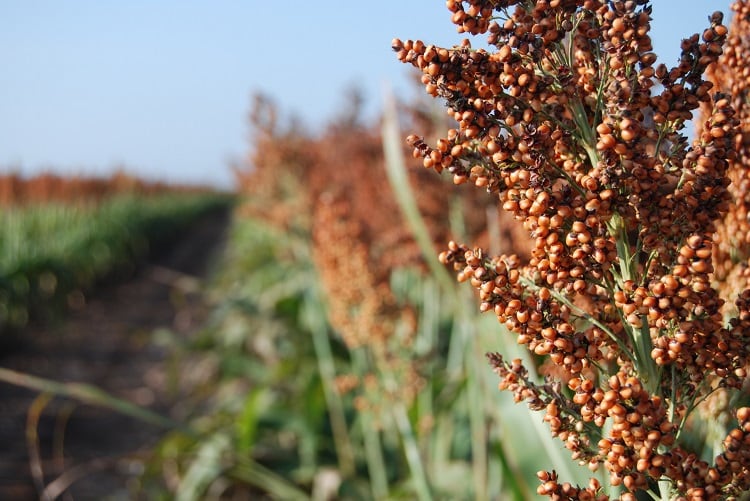 Climate-resilient African crops to improve nutritional deficiency via gluten-free crackers 