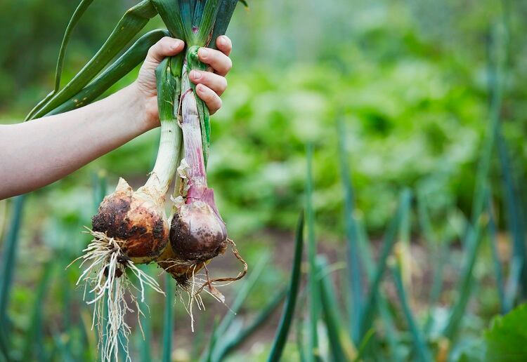 Onions-2-GettyImages-Compassionate-Eye-Foundation-Natasha-Alipour-Faridani.jpg