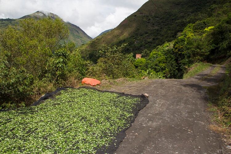 From cocaine to palm oil: The highs and lows of transforming a narcotic landscape