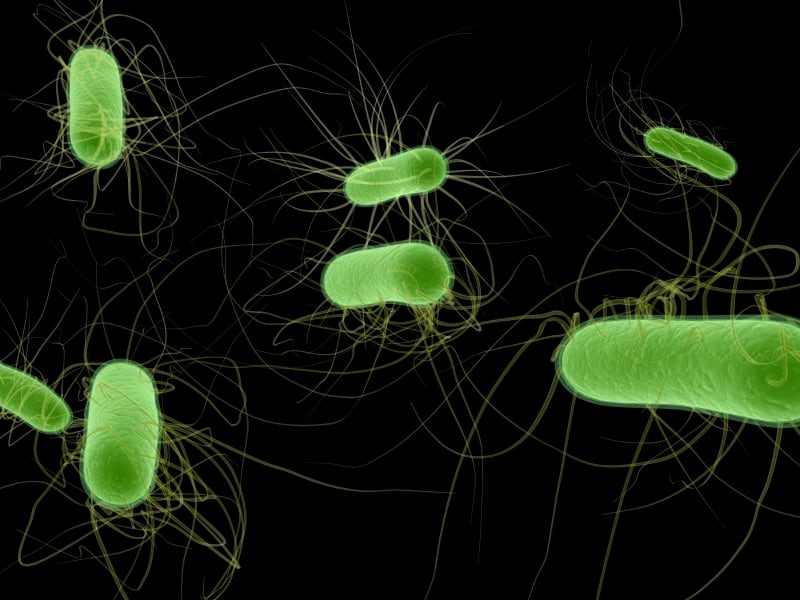 e.-coli-2.jpg
