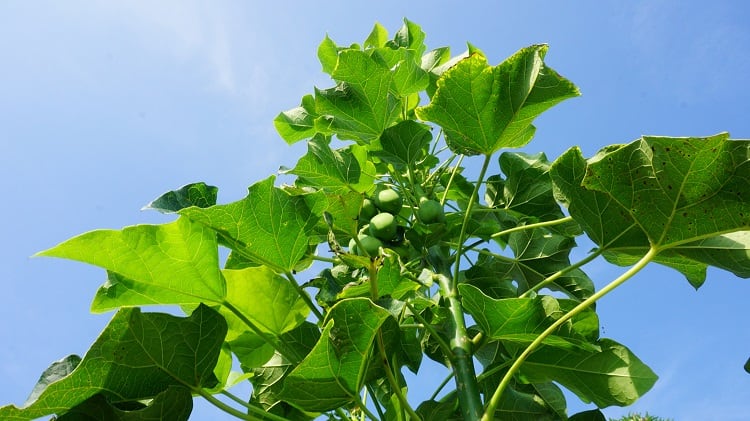 jatropha-wahid-hasyim-asyari.jpg