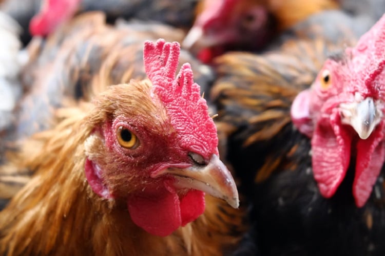 Cargill enters Polish protein market with poultry acquisition