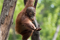 The benefits of sustainable palm oil
