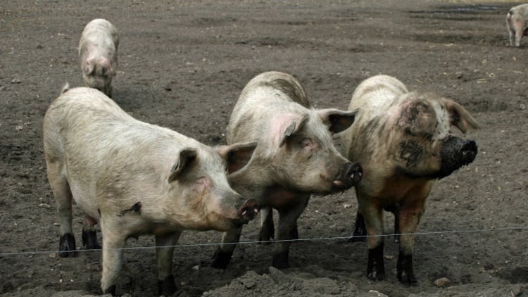 Infected meat hits grocery shelves in Russia 