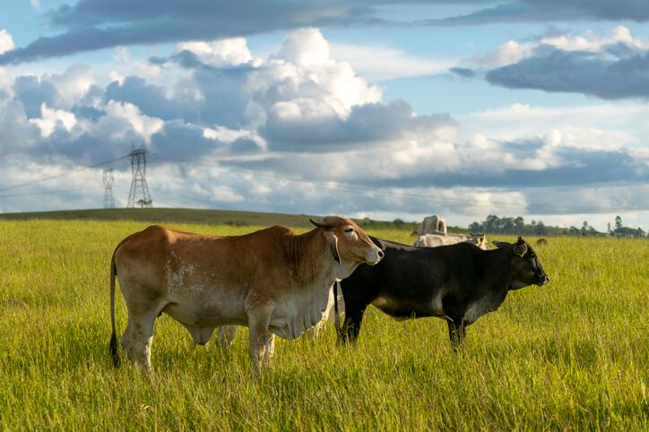 SPINS-data-shines-light-on-why-consumers-returned-to-real-dairy-in-droves-during-the-pandemic.jpg