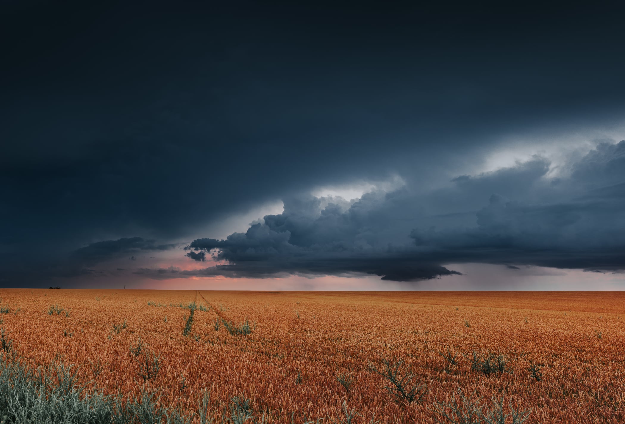 Dramatic Landscape Cereal field with storm