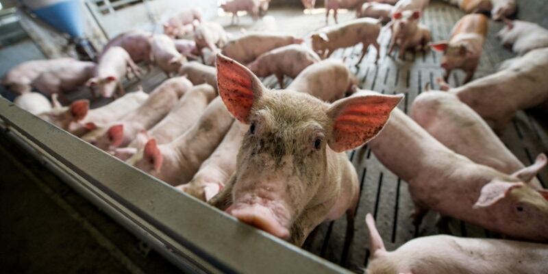 Falling-hog-prices-impact-WH-Group-s-sales.jpg