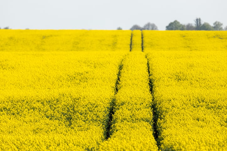 EC approval for new rapeseed-based plant protein and fibre powder