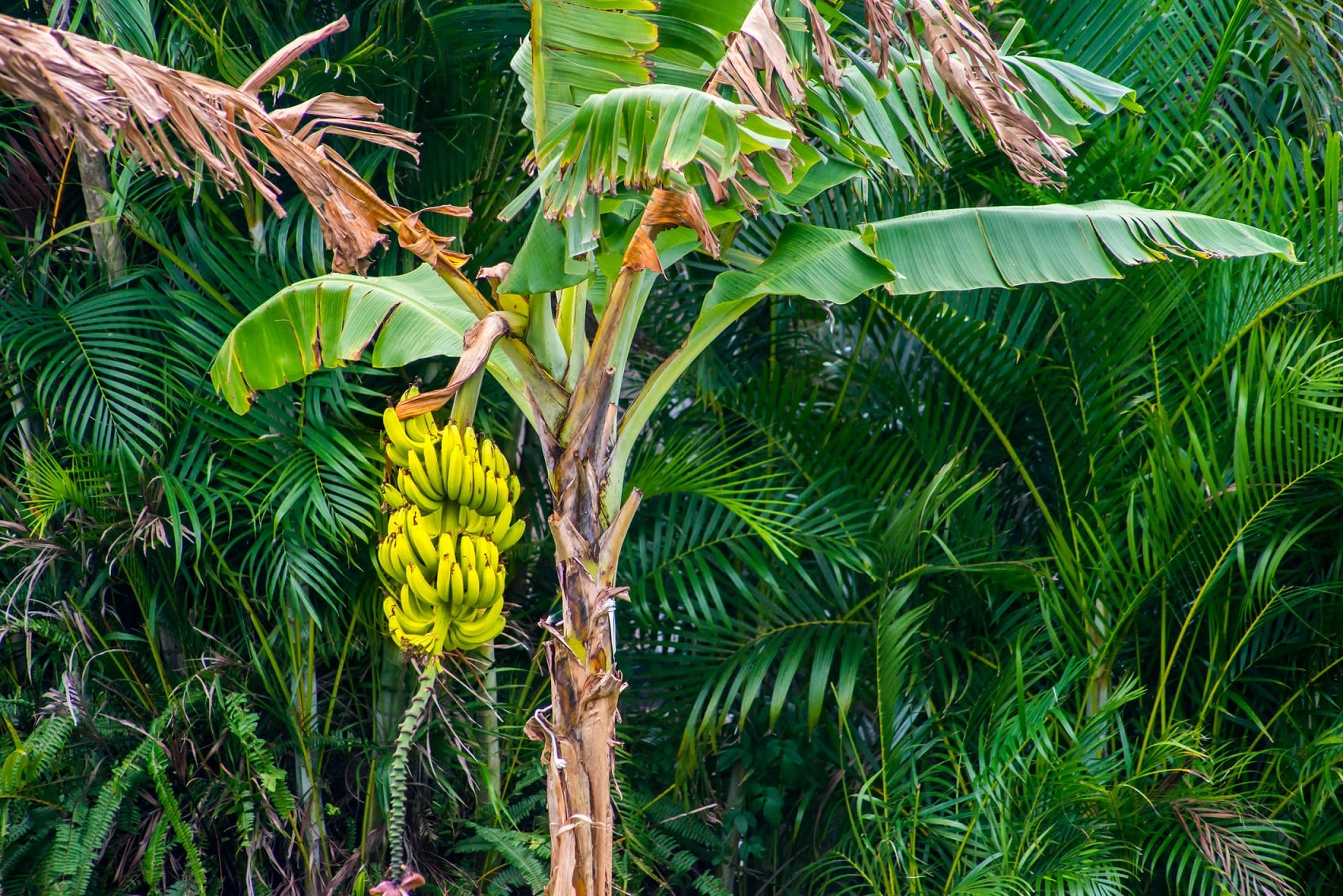 Fight against Panama disease intensifies