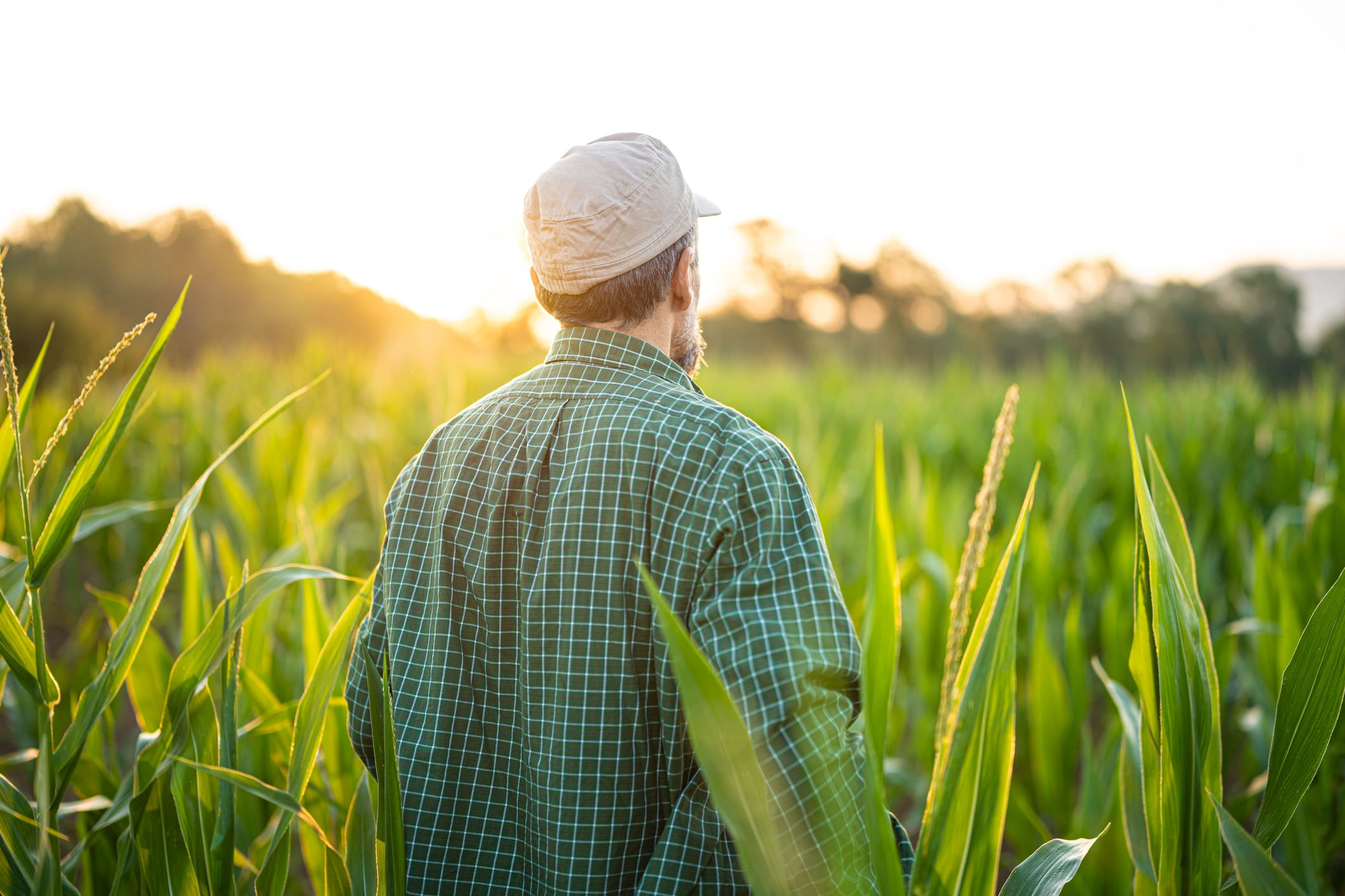 Regen ag gains momentum in the US pet food supply chain