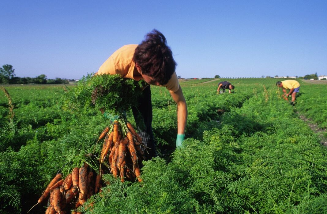 GettyImages-dmaroscar-farm-labourer-agricultural-worker.jpg