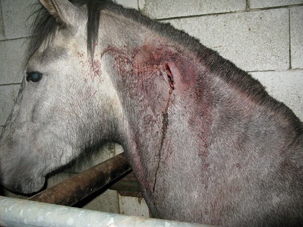 horse02.jpg