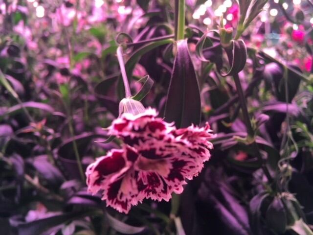 Flowers2.jpg