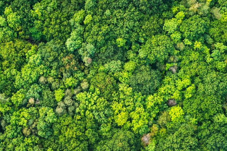 ‘If we build high integrity, scale will follow’: New standard-setting body promises new era of transparency for the voluntary carbon market
