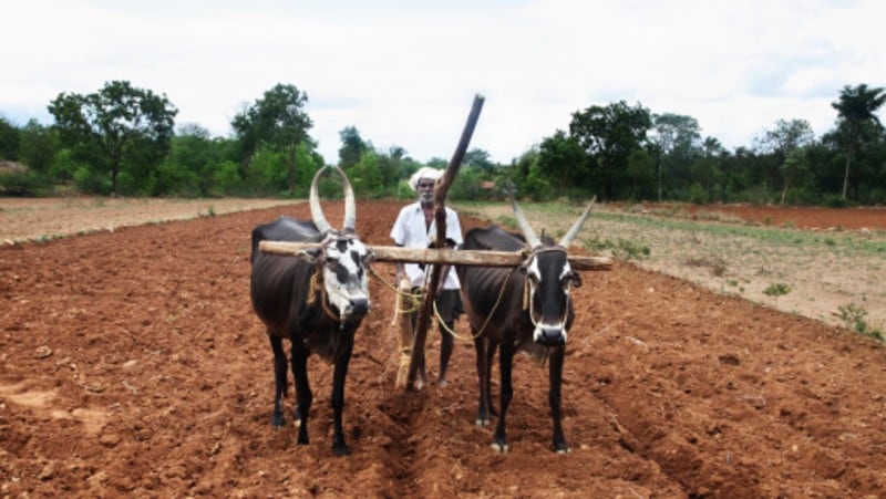 Hero-or-zero-India-seeks-global-food-supply-champion-role-amidst-pandemic-but-may-need-to-save-its-poor-first.jpg