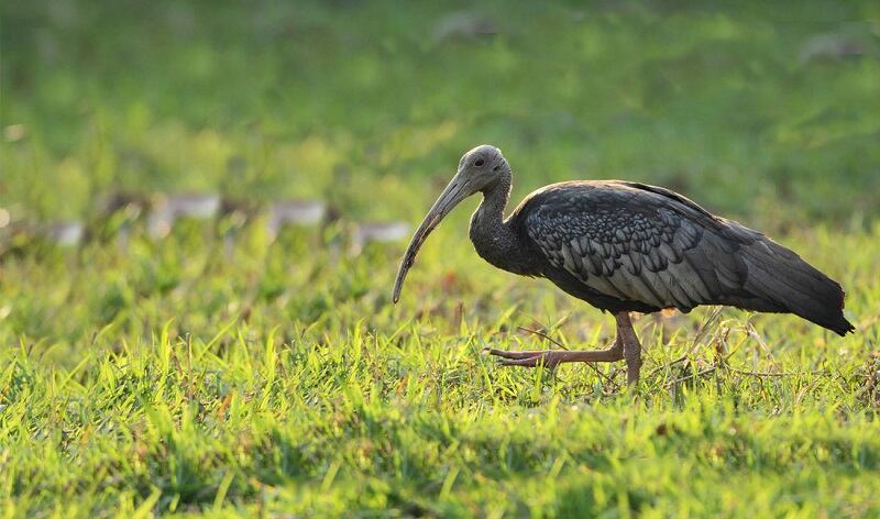 Giant-Ibis-Credit_Alan-Michaud.jpg