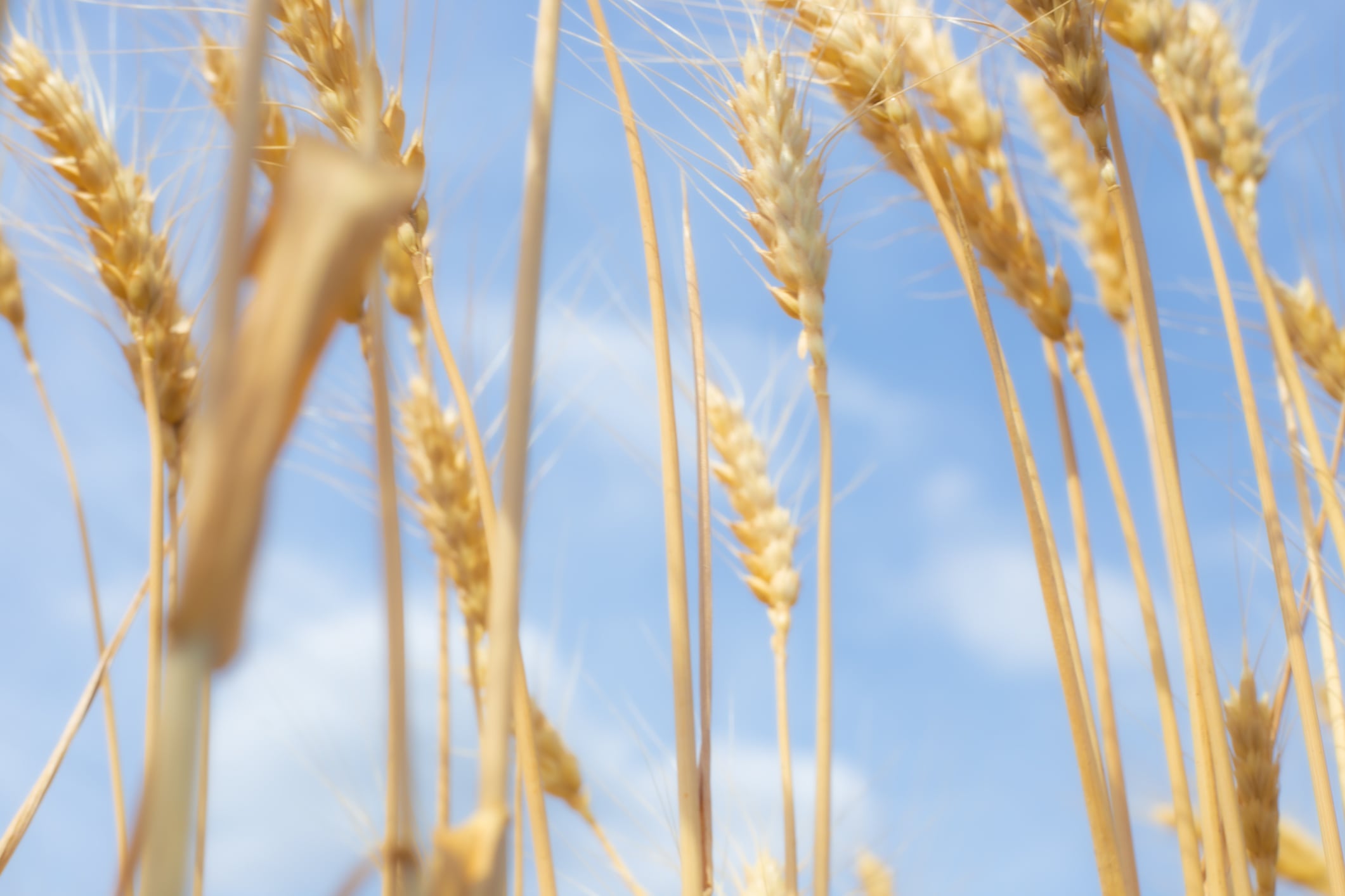 Defocused background. Growing stalks of ripe wheat against a blue sky. Grain harvesting. Agriculture concept.