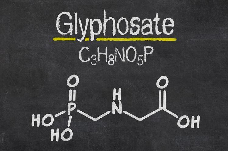 New report alleges ‘mass contamination’ of foods from use of glyphosate to dry crops