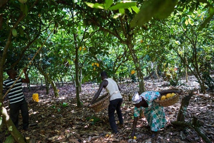 Barry Callebaut reduces its carbon footprint by –8.1% as sustainability targets remain on track