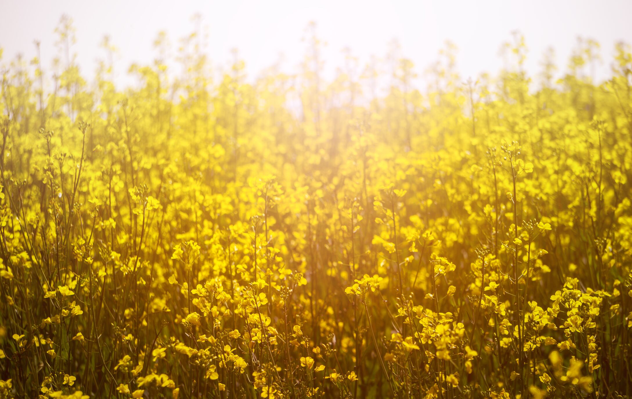 Burcon: There is ‘genuine demand’ for canola protein