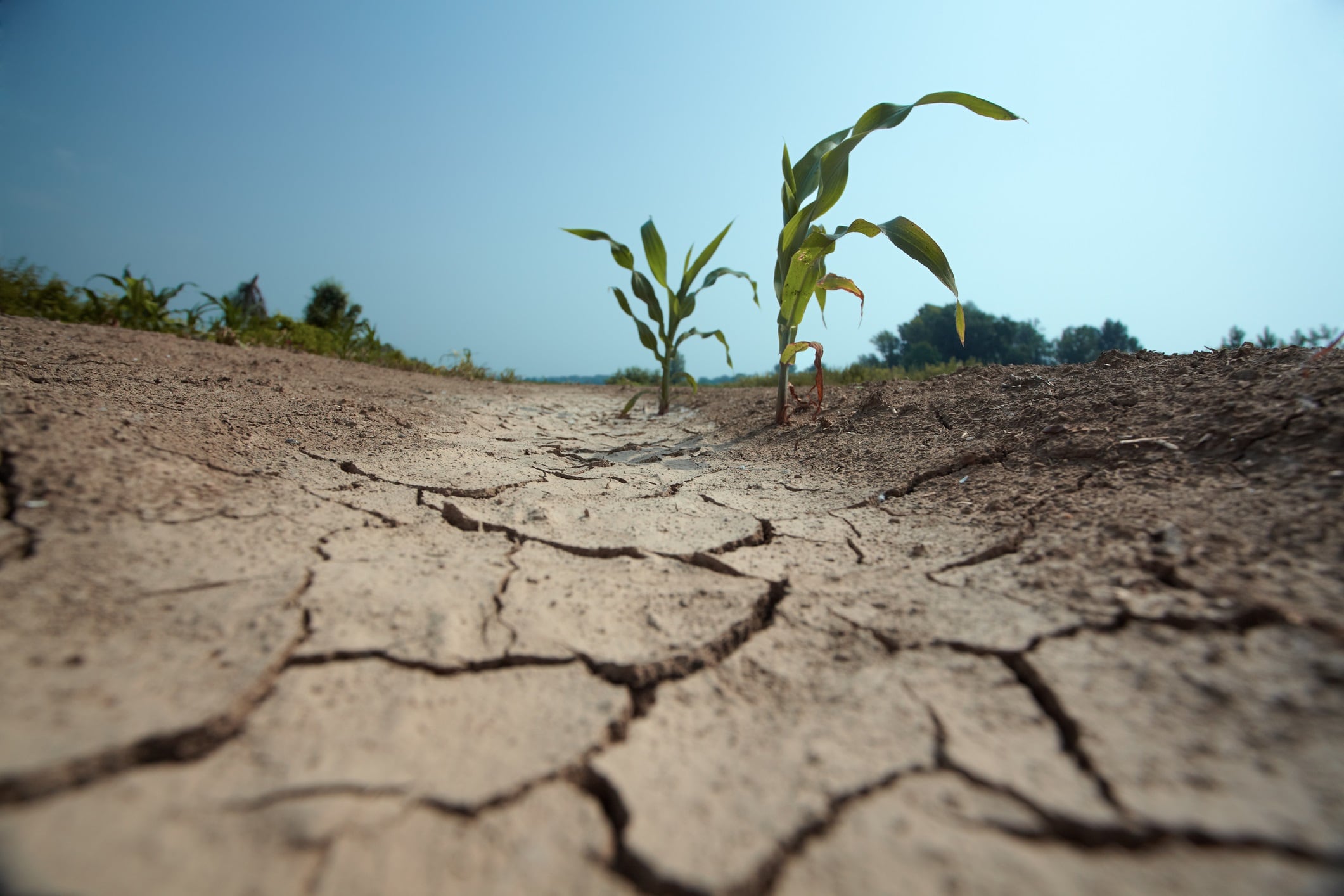Historic drought spikes commodity prices