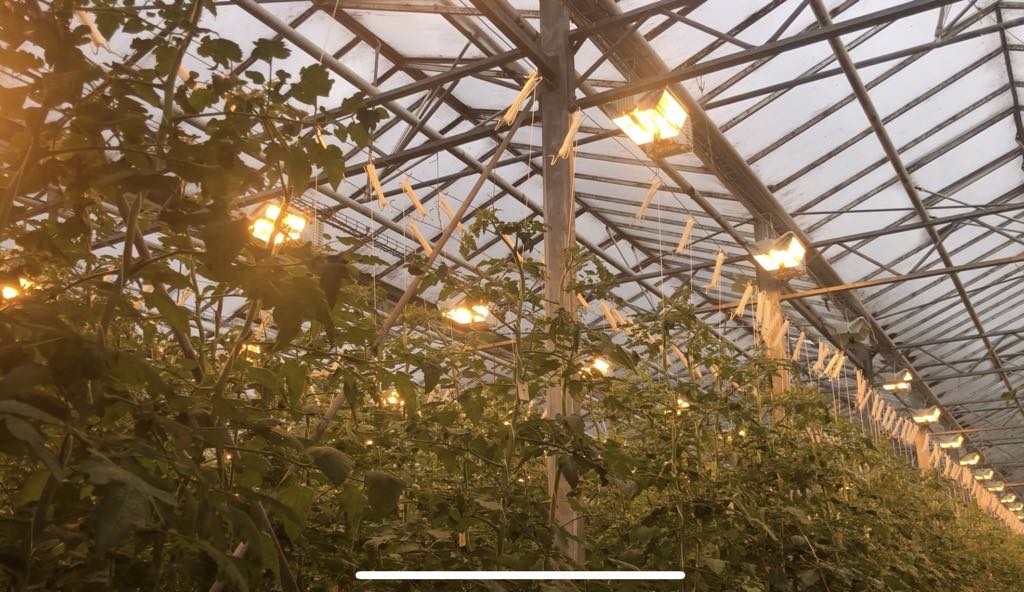 Friðheimar tomato farm