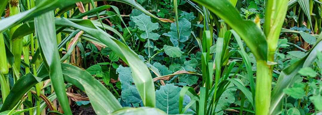 Importance-of-regenerative-agriculture-practices-for-sustainability.jpg