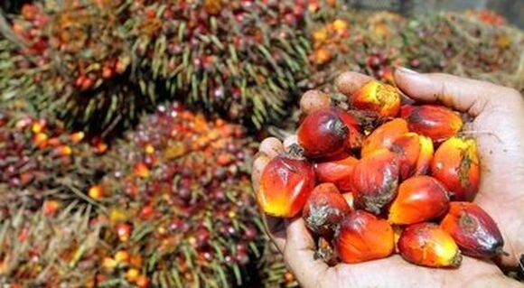 Loders-Palm-fruit.jpg