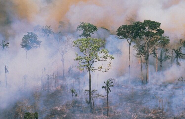 GettyImages-Stockbyte-deforestation.jpg